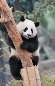 Peking-Zoo-2014174