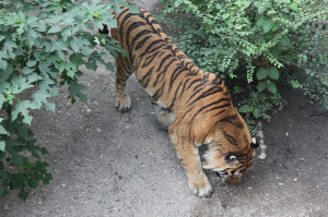 Peking-Zoo-54367183